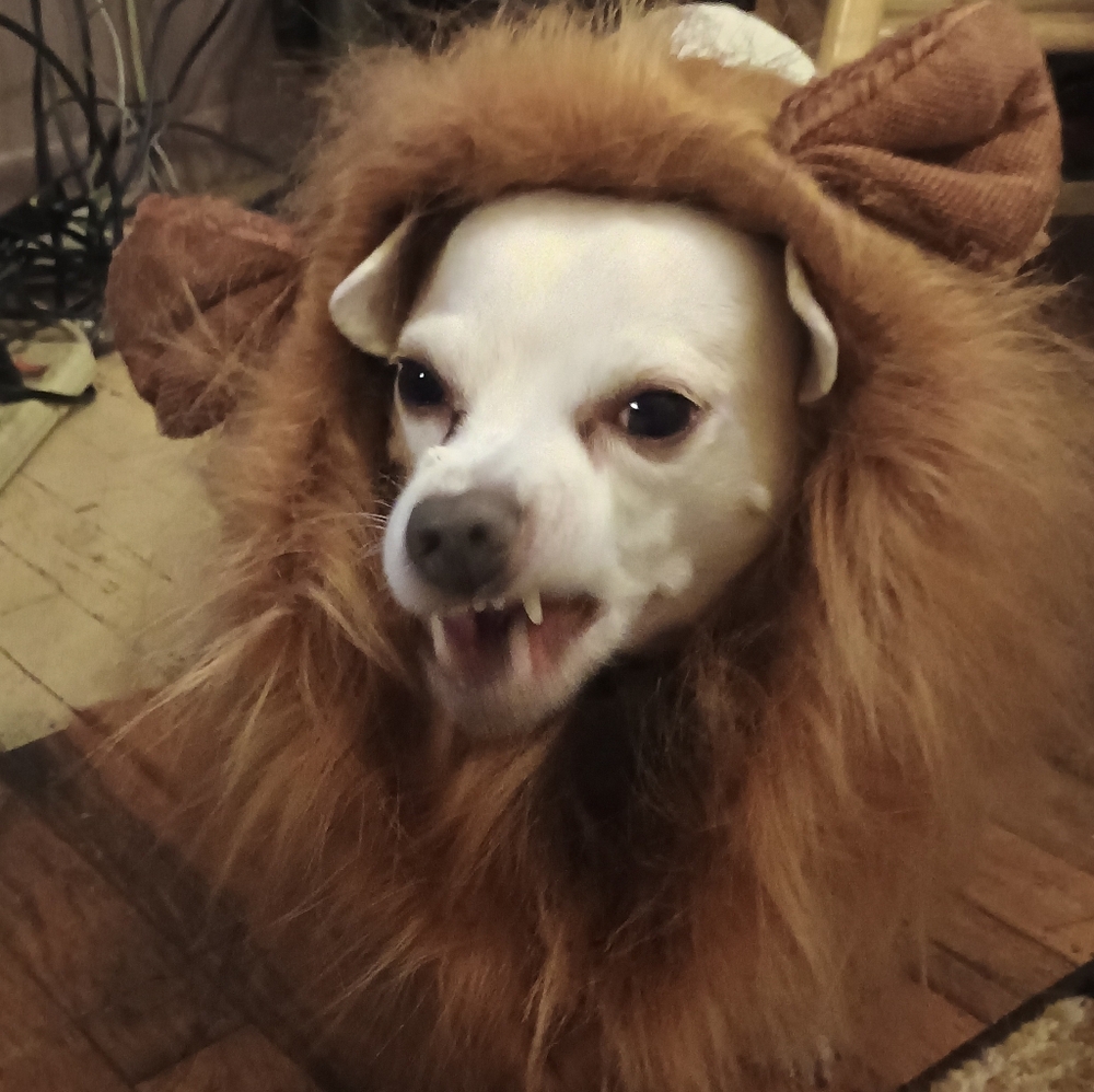👻🐈‍⬛🎃Happy Halloween🧟‍♂️🐕☠️